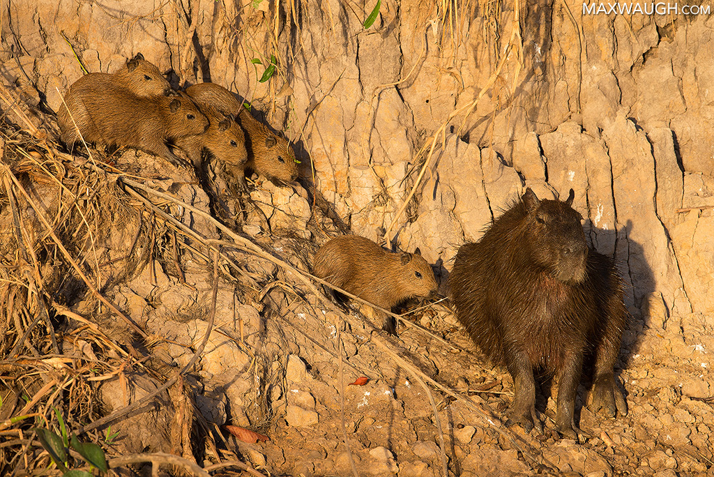 Capybara Family