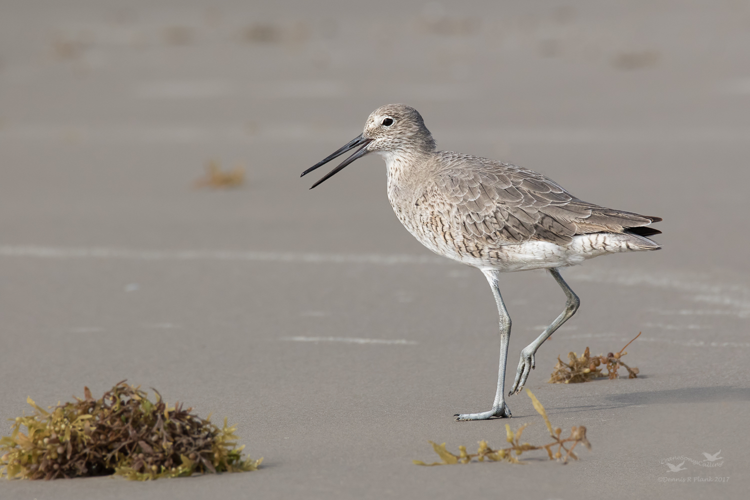 Willet