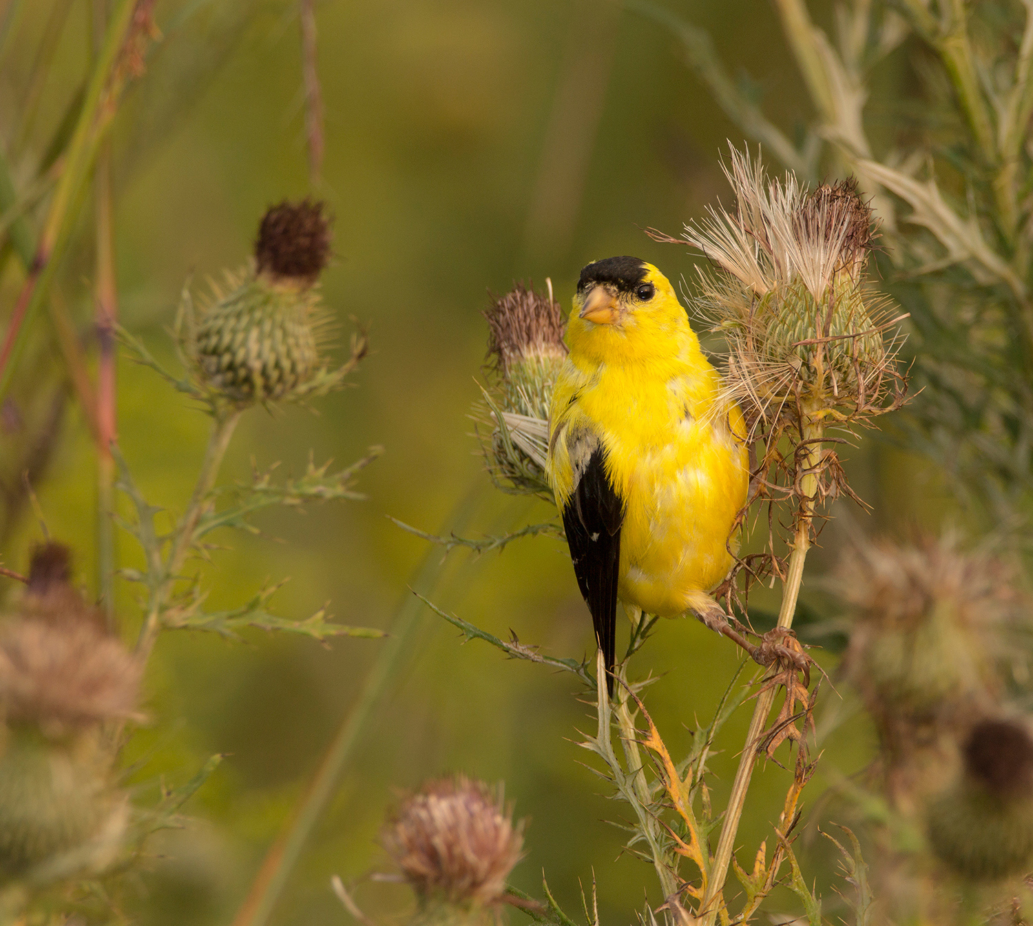 Male finch in thistle