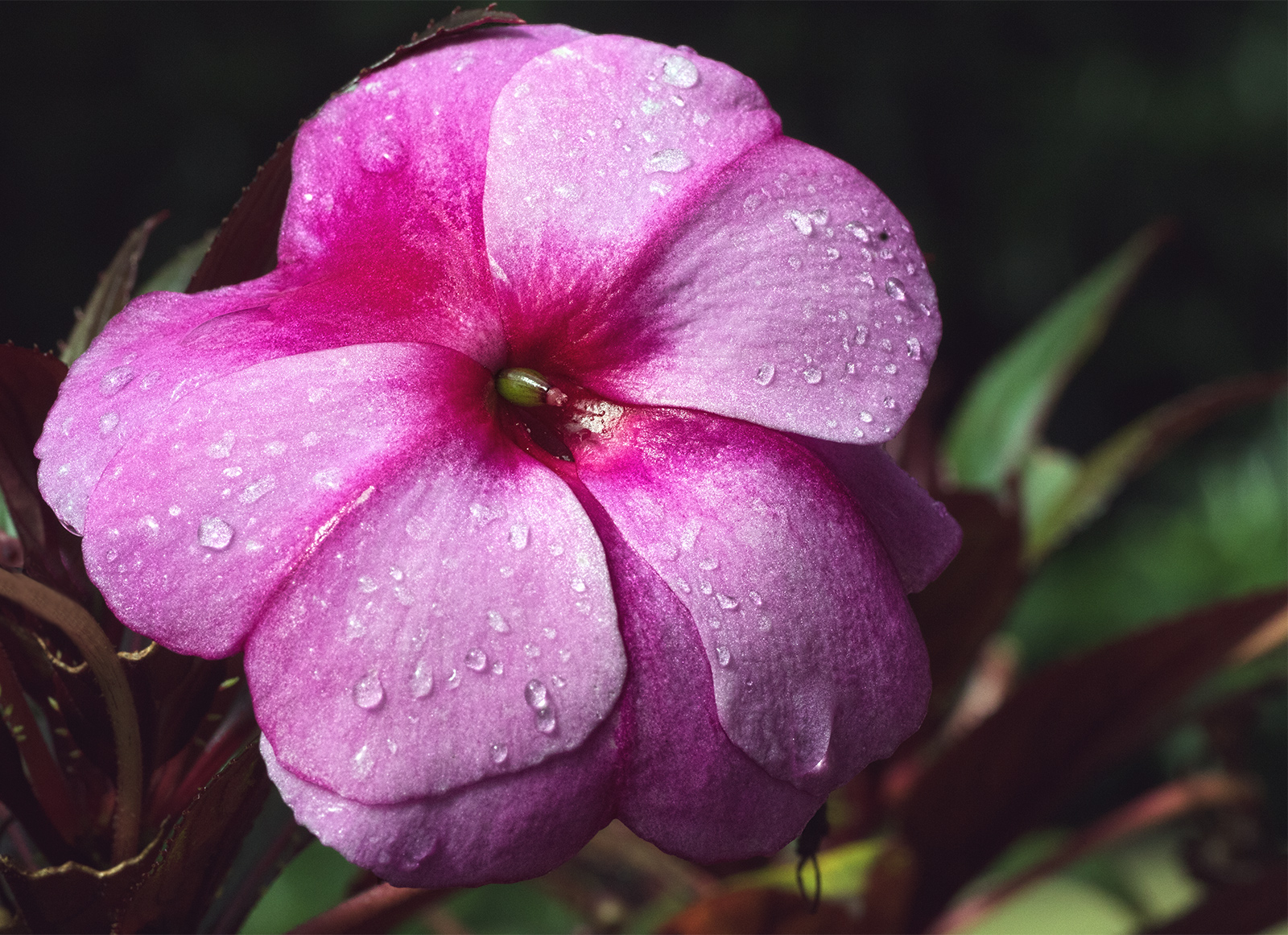 New Guinea Impatiens