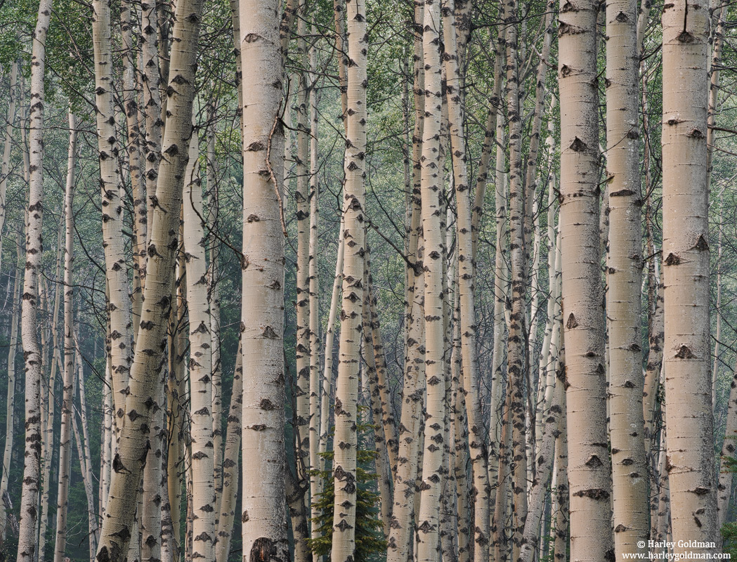 Aspens In Smokey Light