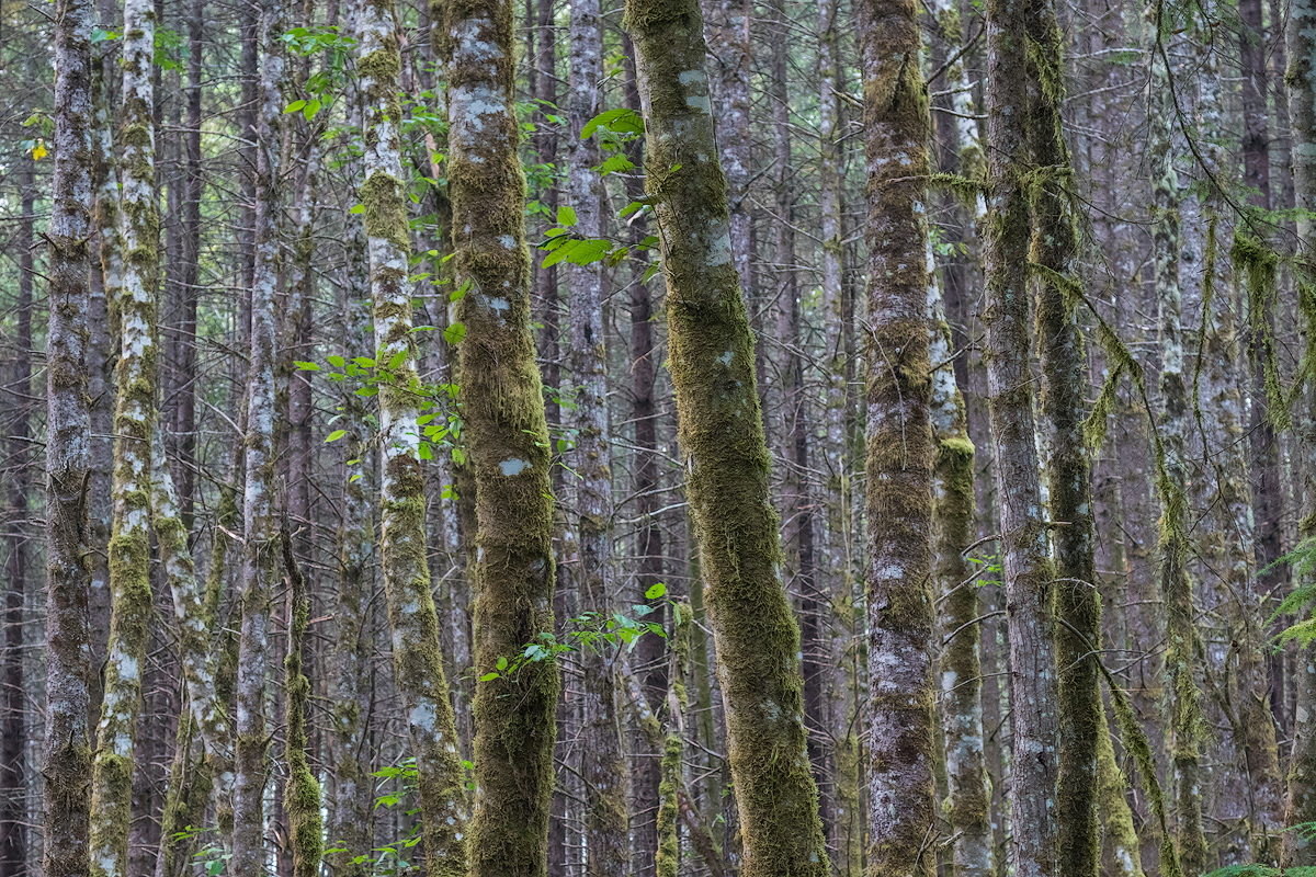 Wall of trees.