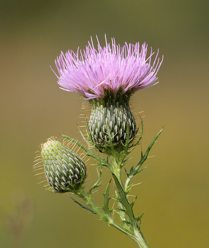 Thistle