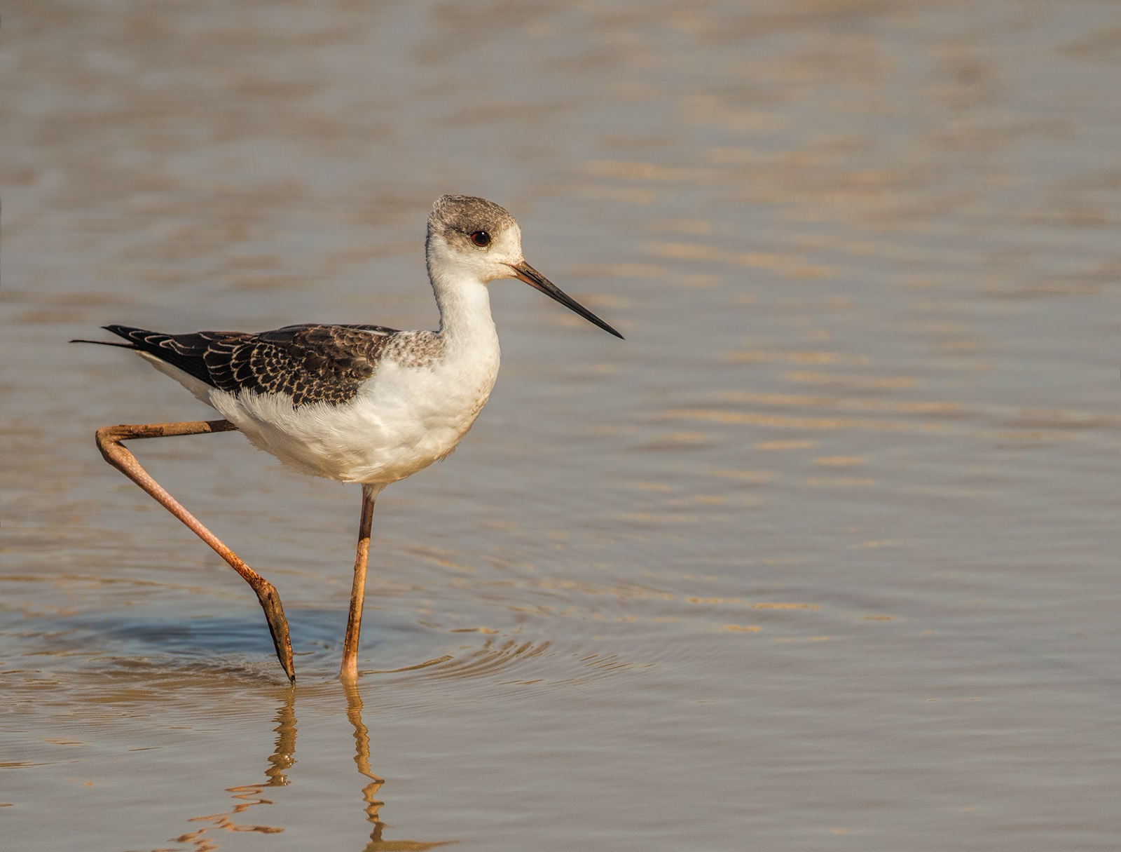 Black Winged Stilt