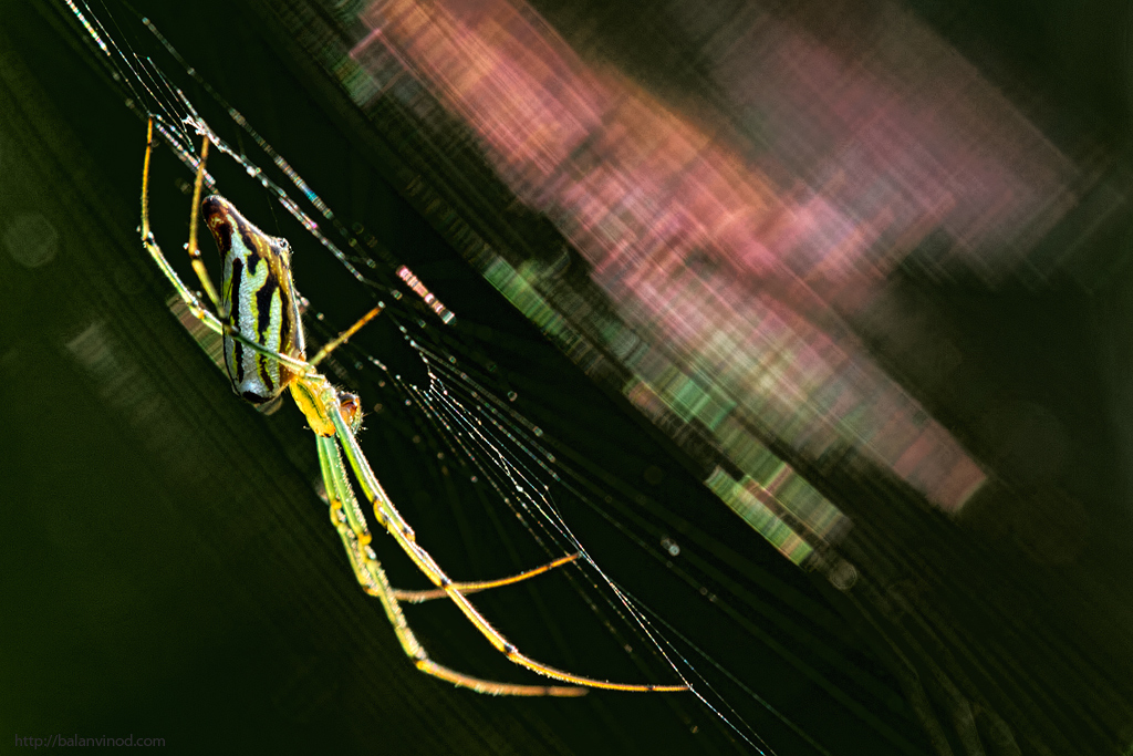 Orchard Weaver