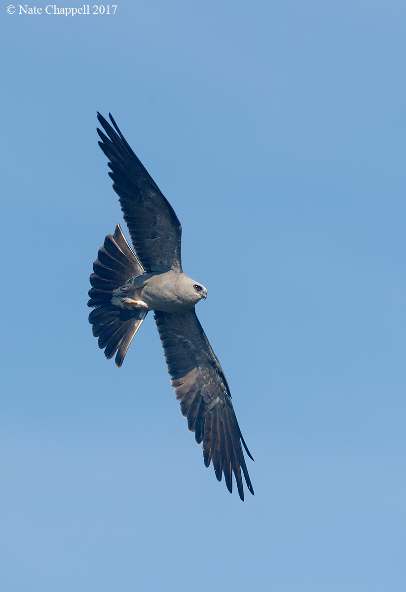 Mississippi Kite 