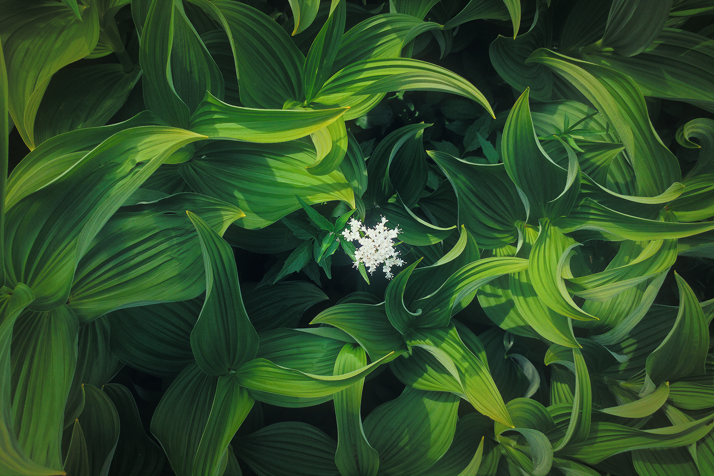 The Diamond [+edit]