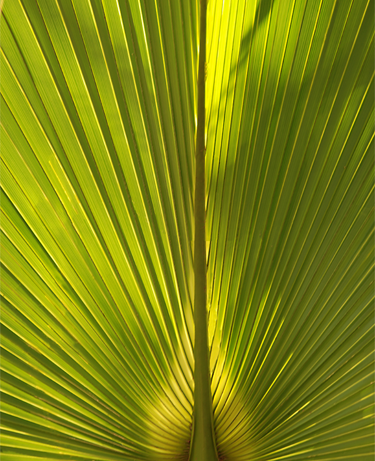 Palm Frond