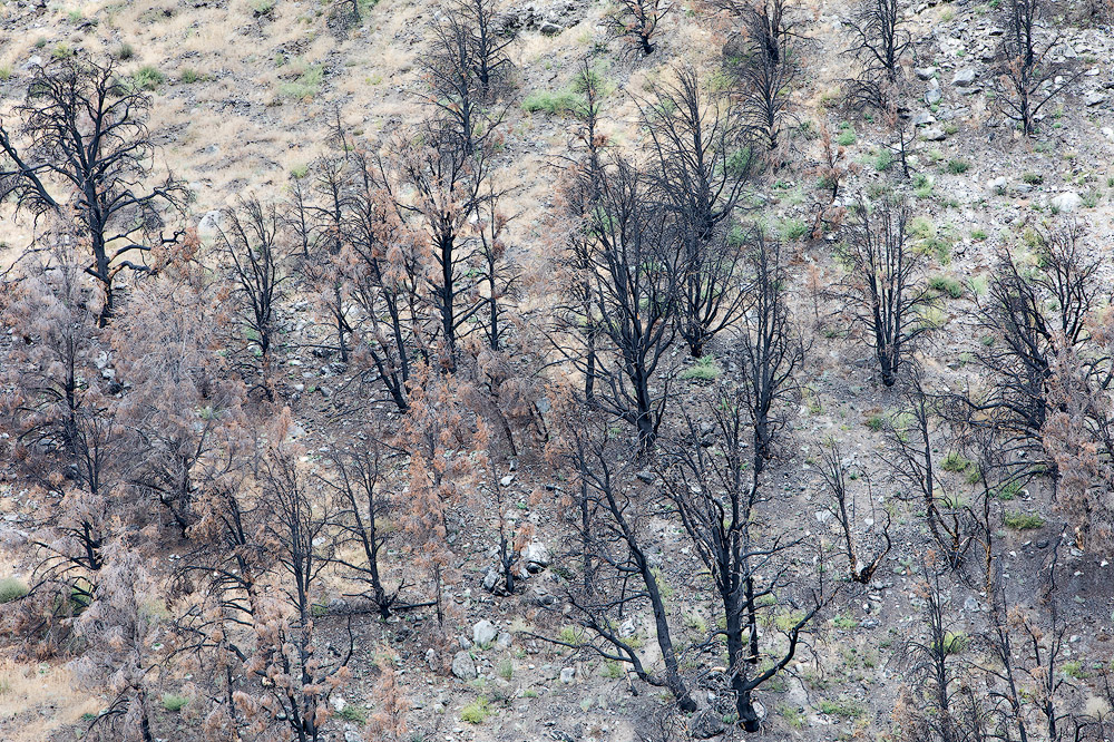Charred Trees on 395