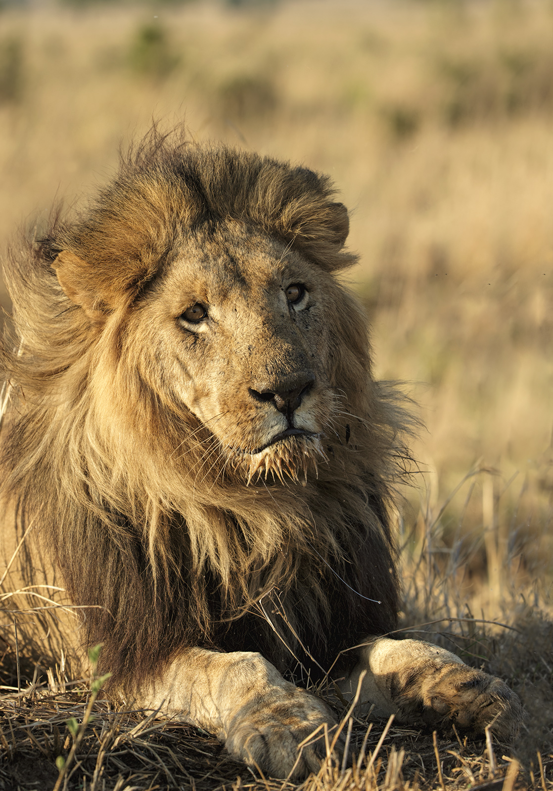Sad Male Lion