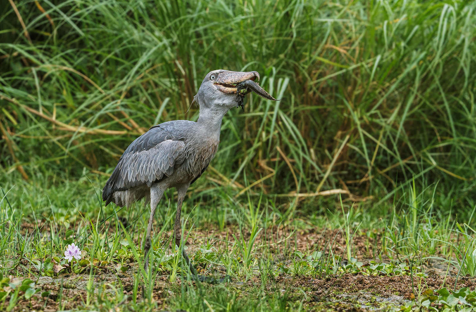 Shoebill Catch