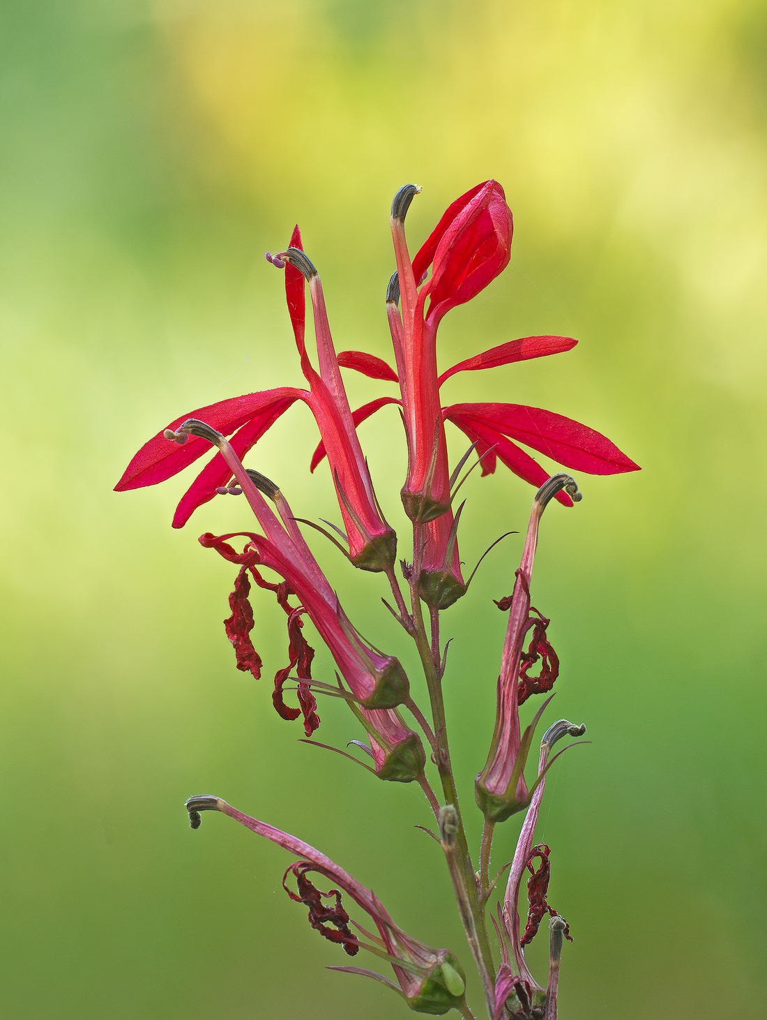 Cardinal Flower