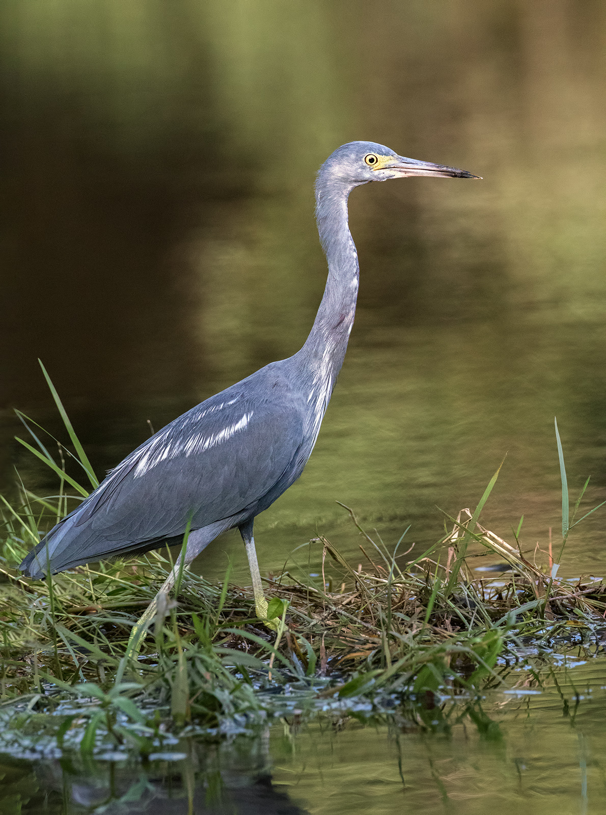 Little Blue Heron