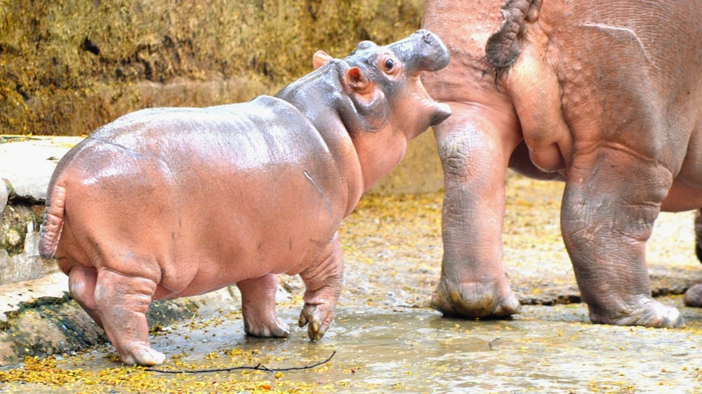 A Happy Hippo...