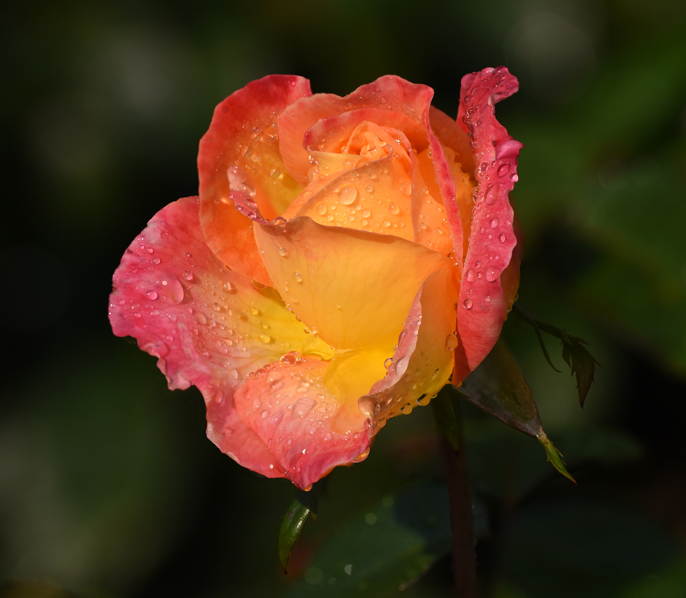 Love and Peace rose