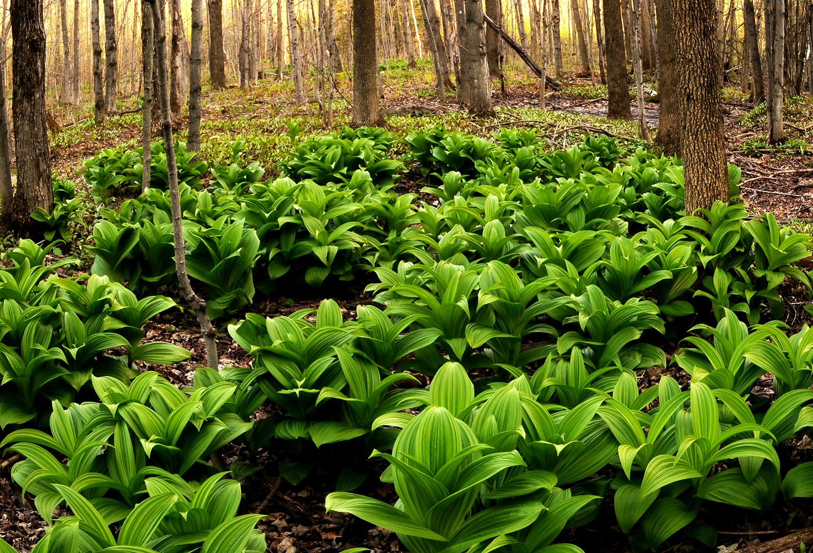 Veratrum Splendor
