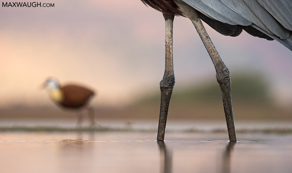 Heron and Jacana