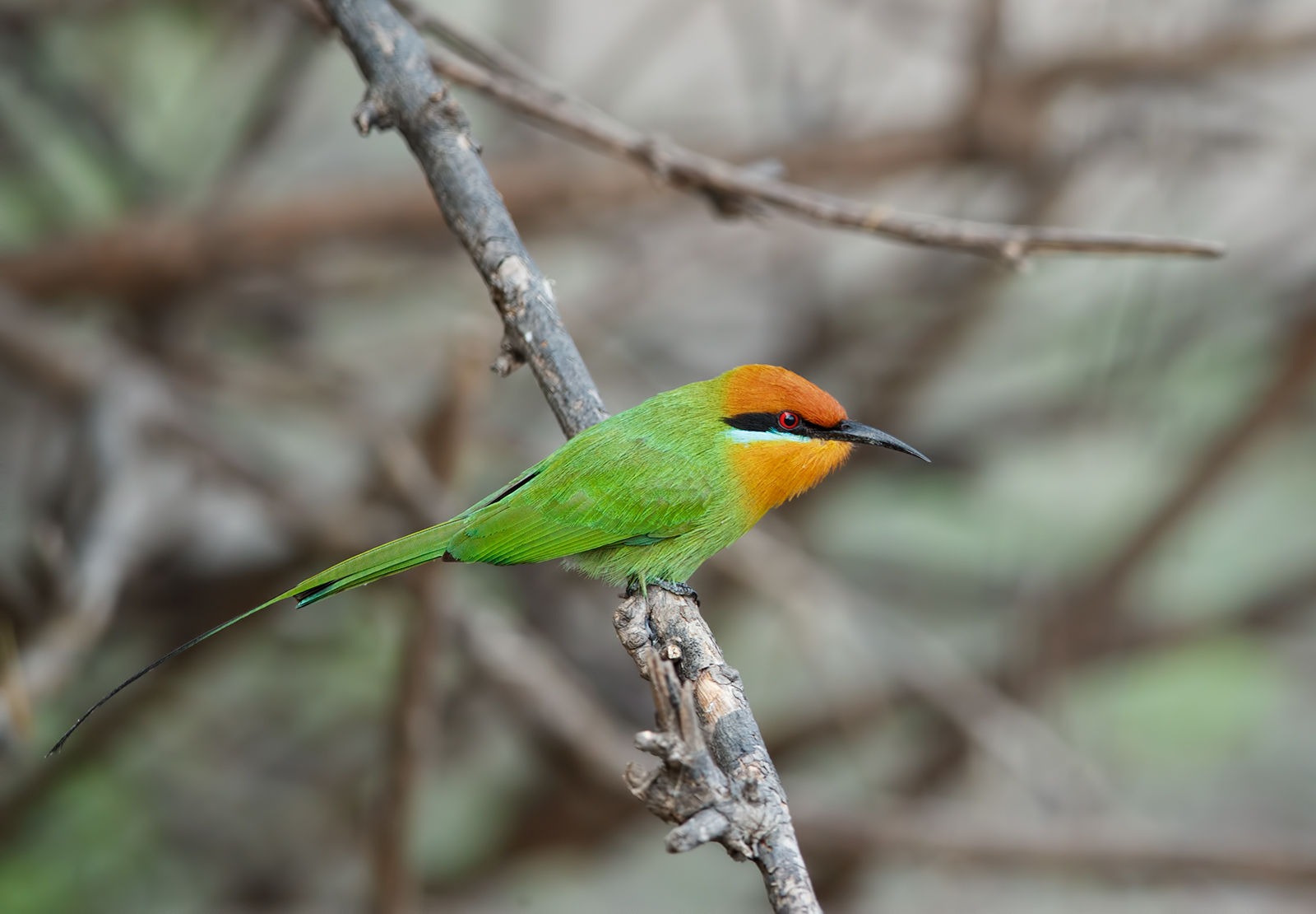 Bohm's Bee-eater
