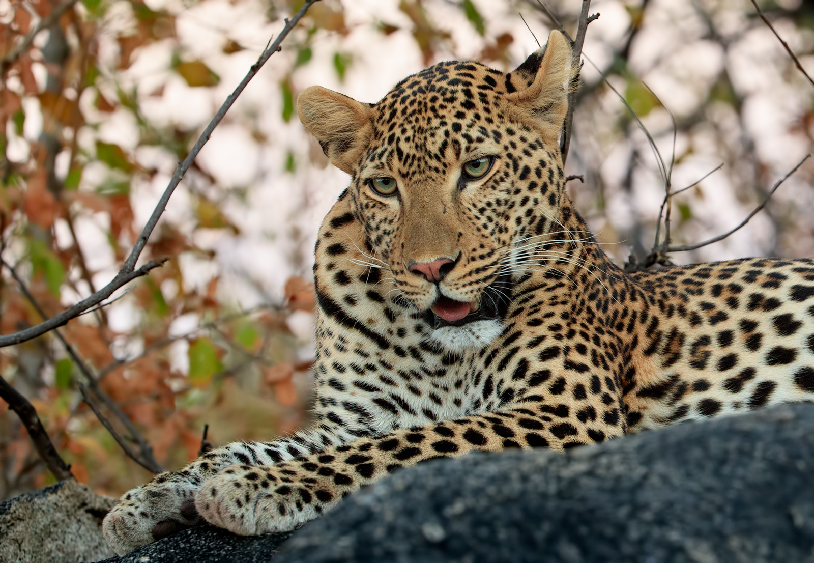 Leopard