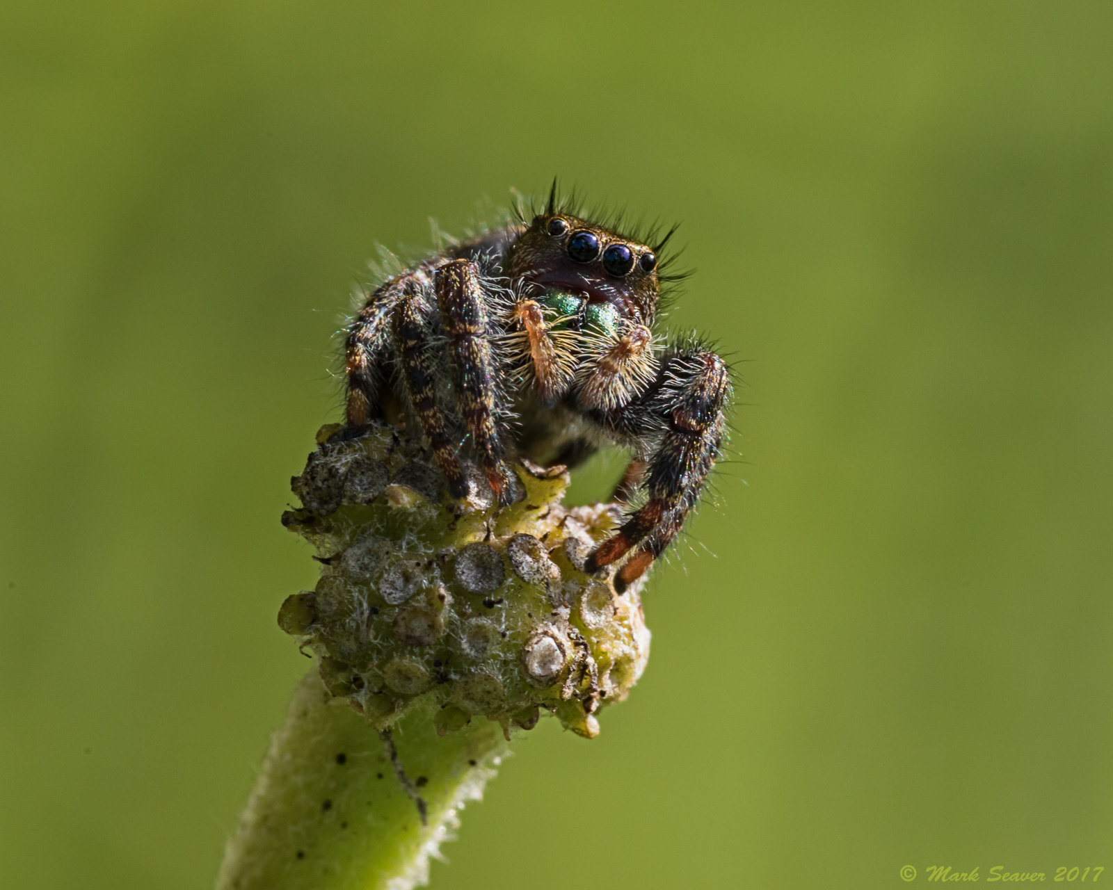 Bold Jumping Spider