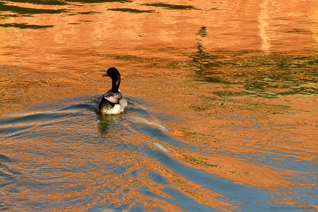 Reflections