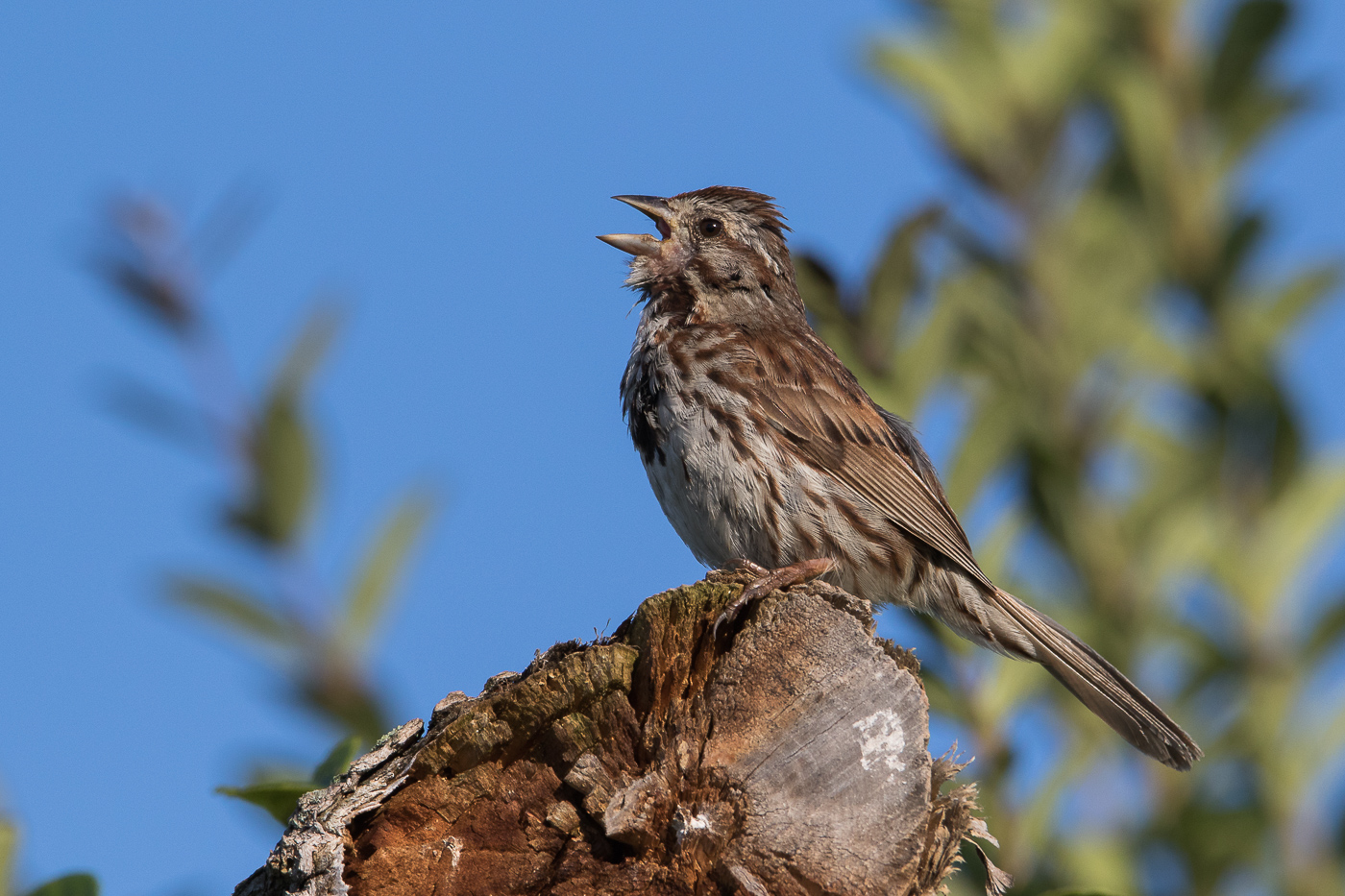 Sparrow or Sky Lark?