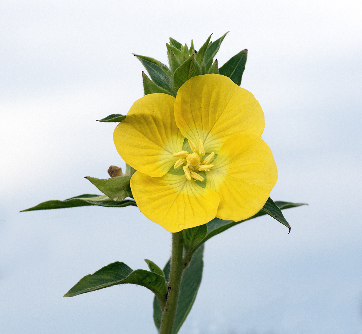 Primrose Willow