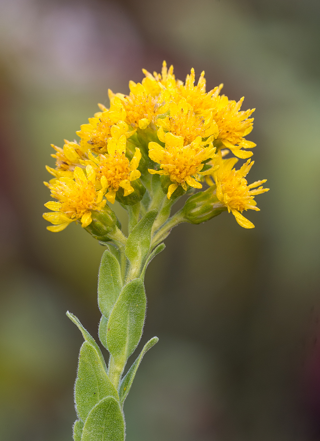 Stiff Goldenrod