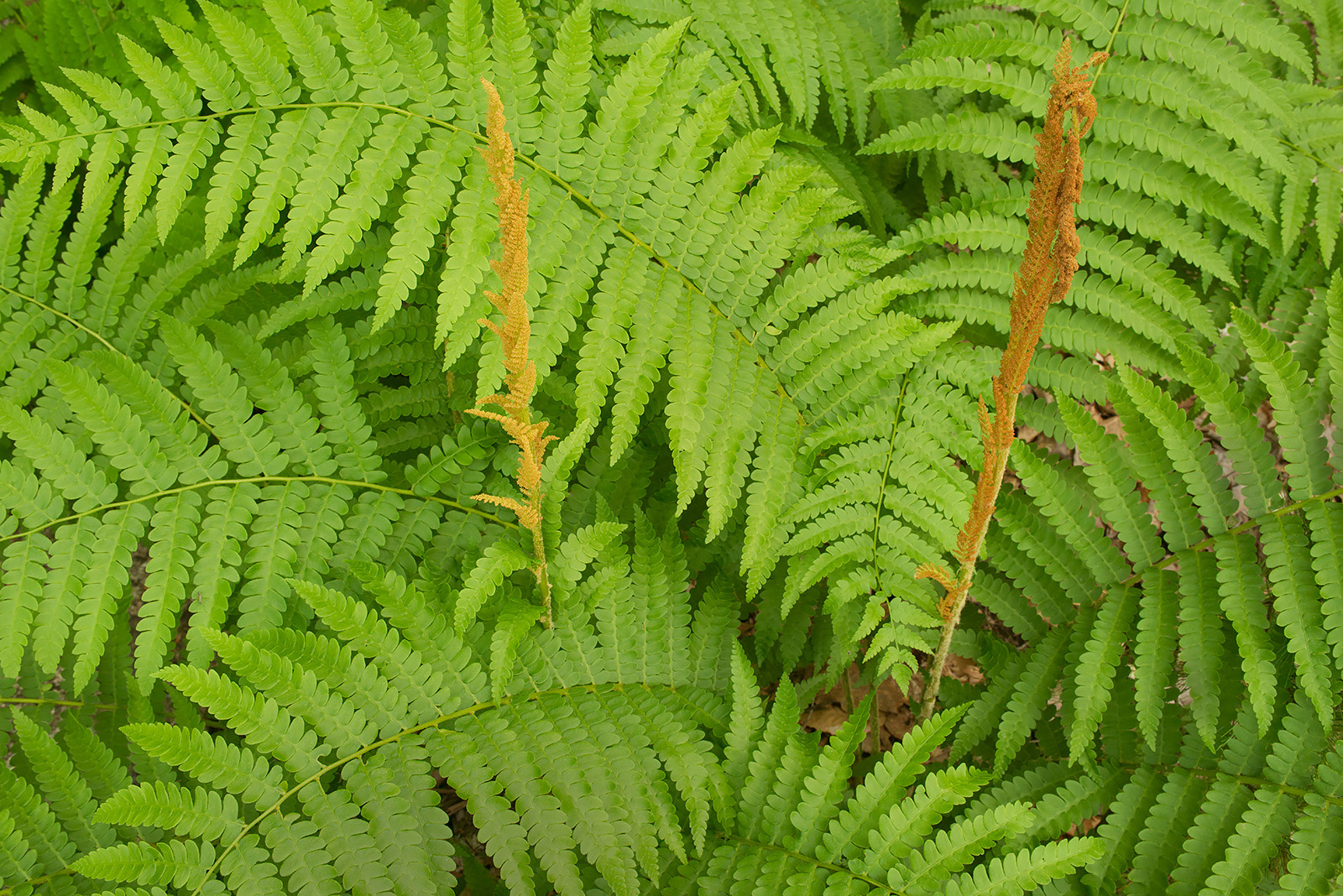 Jessup Path Ferns + repost