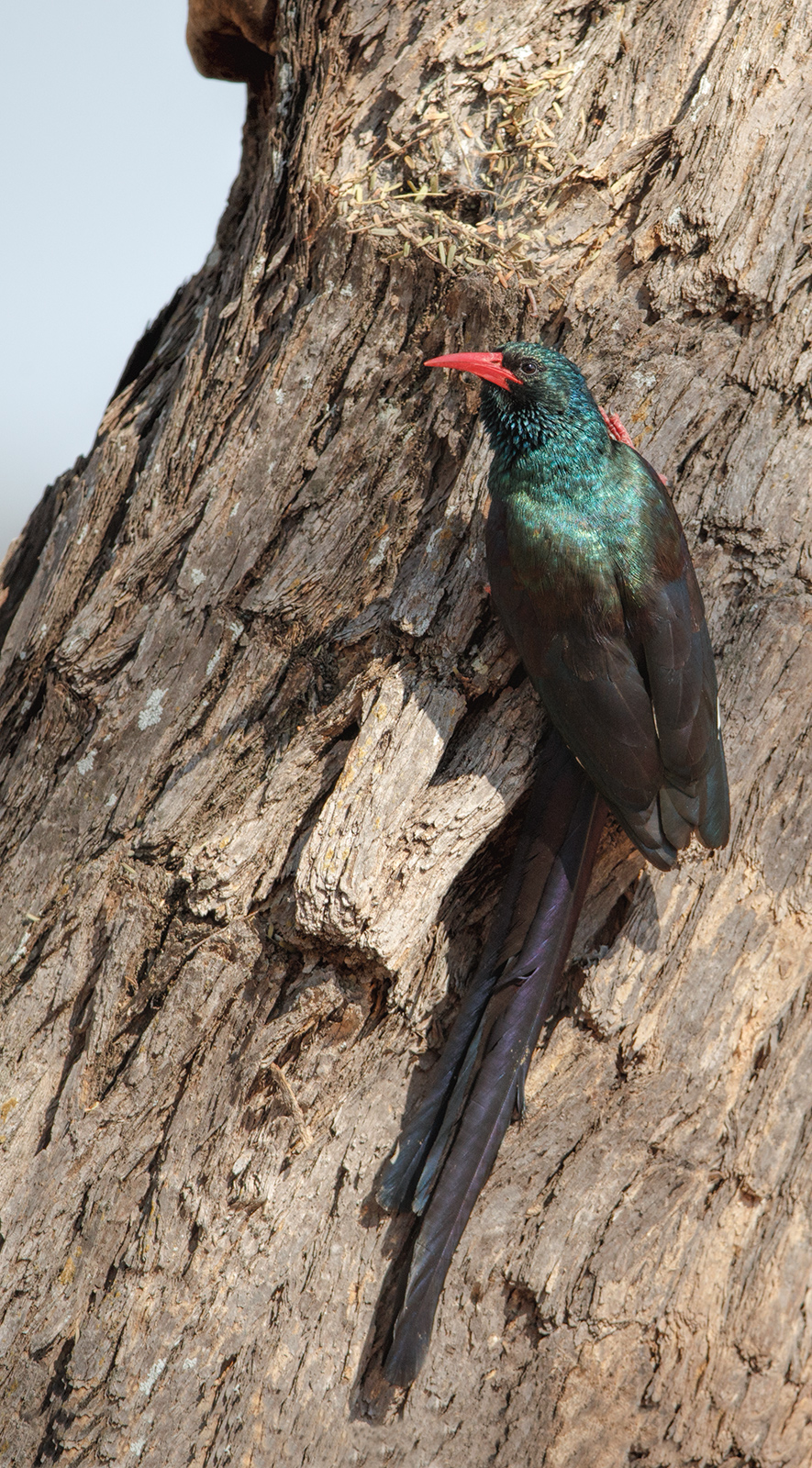 Green Wood Hoopoe