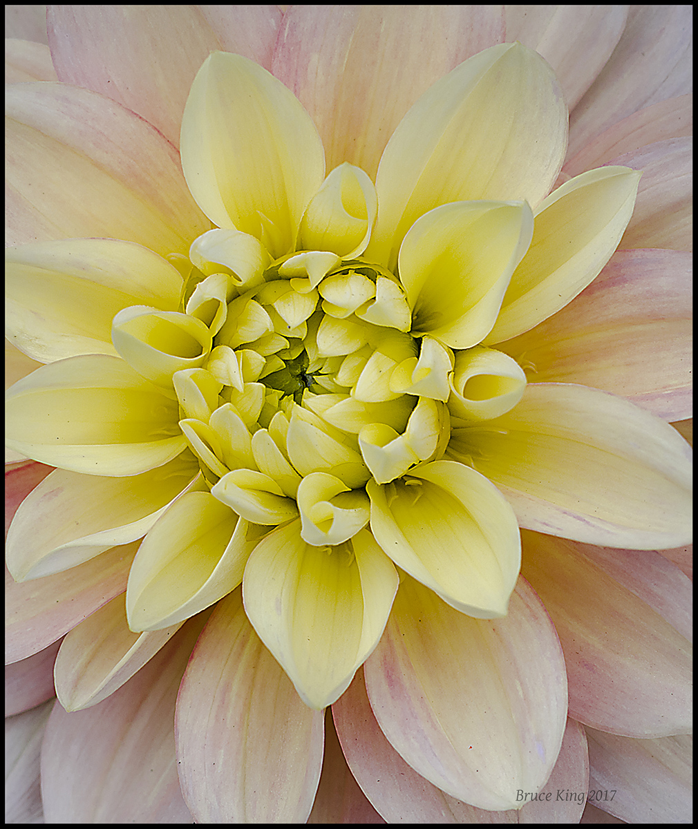 Pastel Dahlia