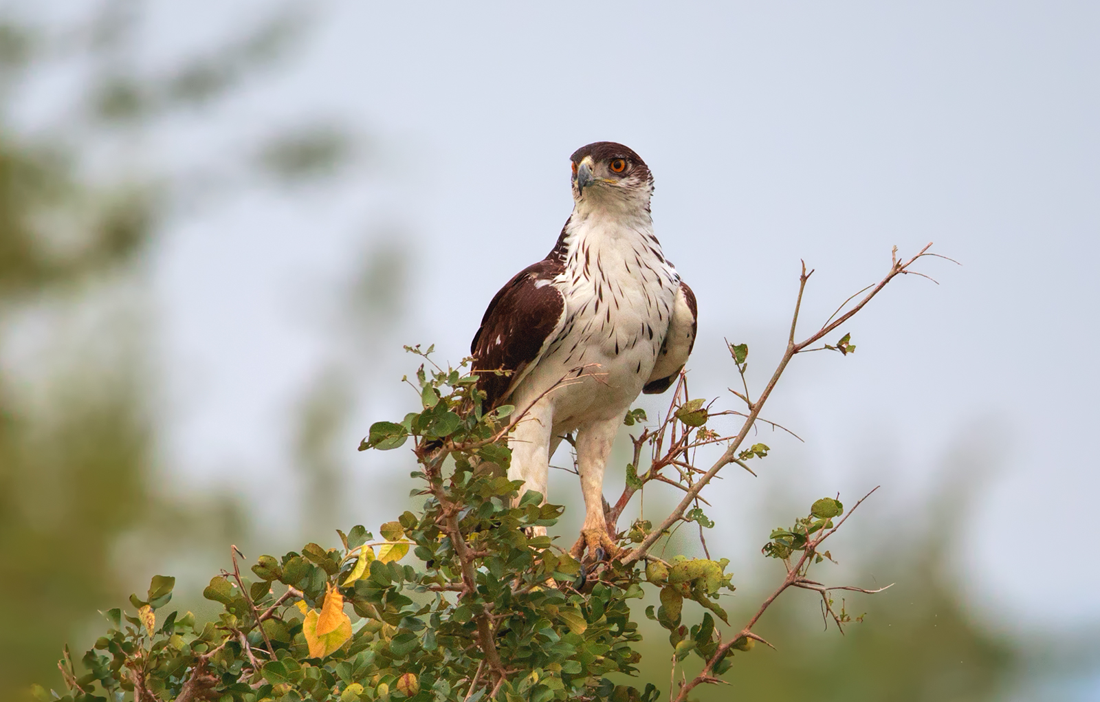 African Hawk Eagle
