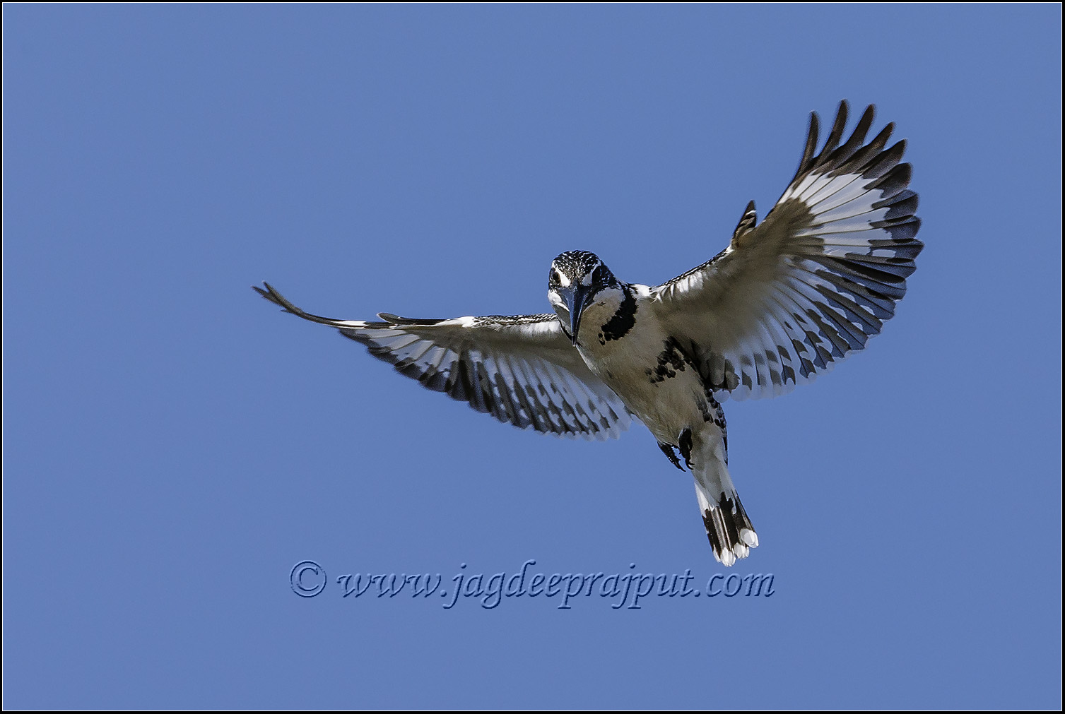 (W-repost) Lesser Pied Kingfisher