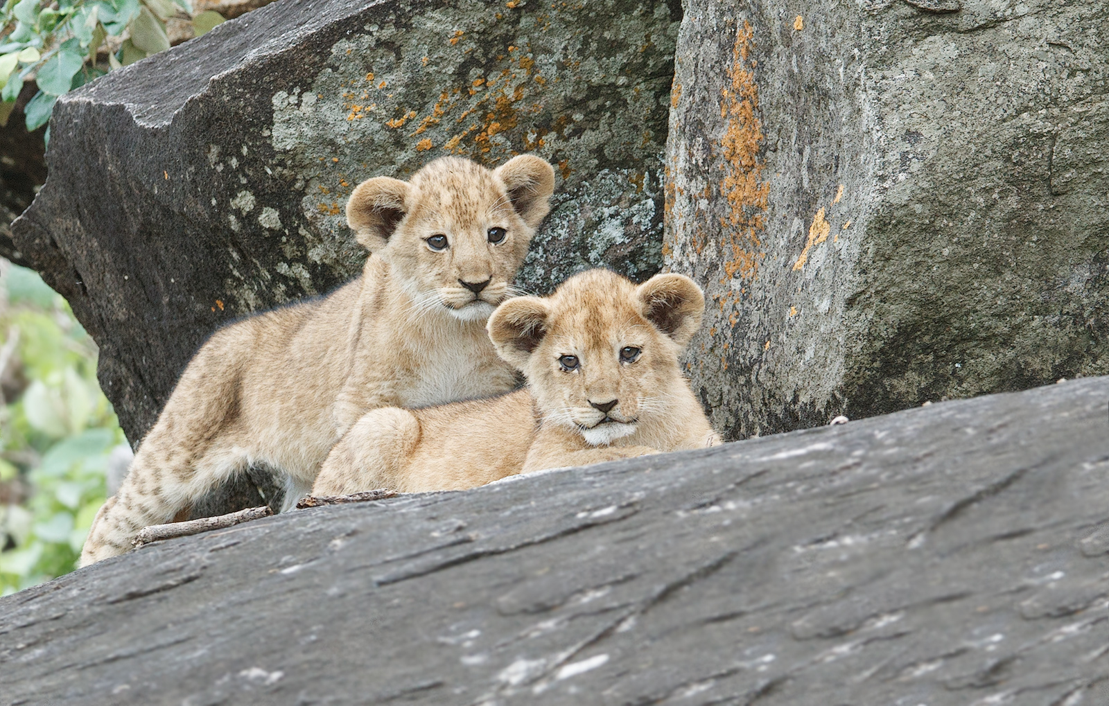 More Cubs