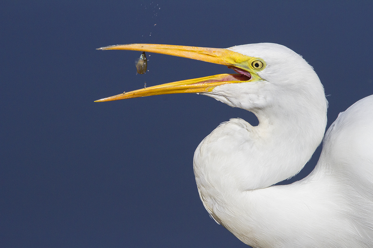 Great Egret