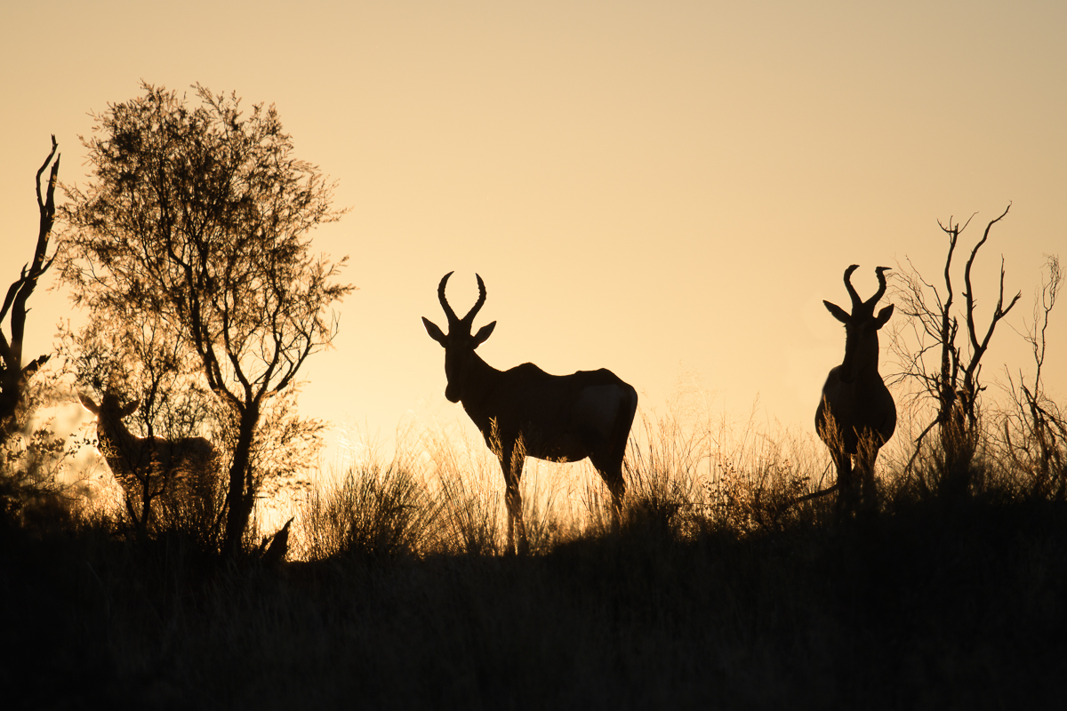 Hartebeests at Sunset