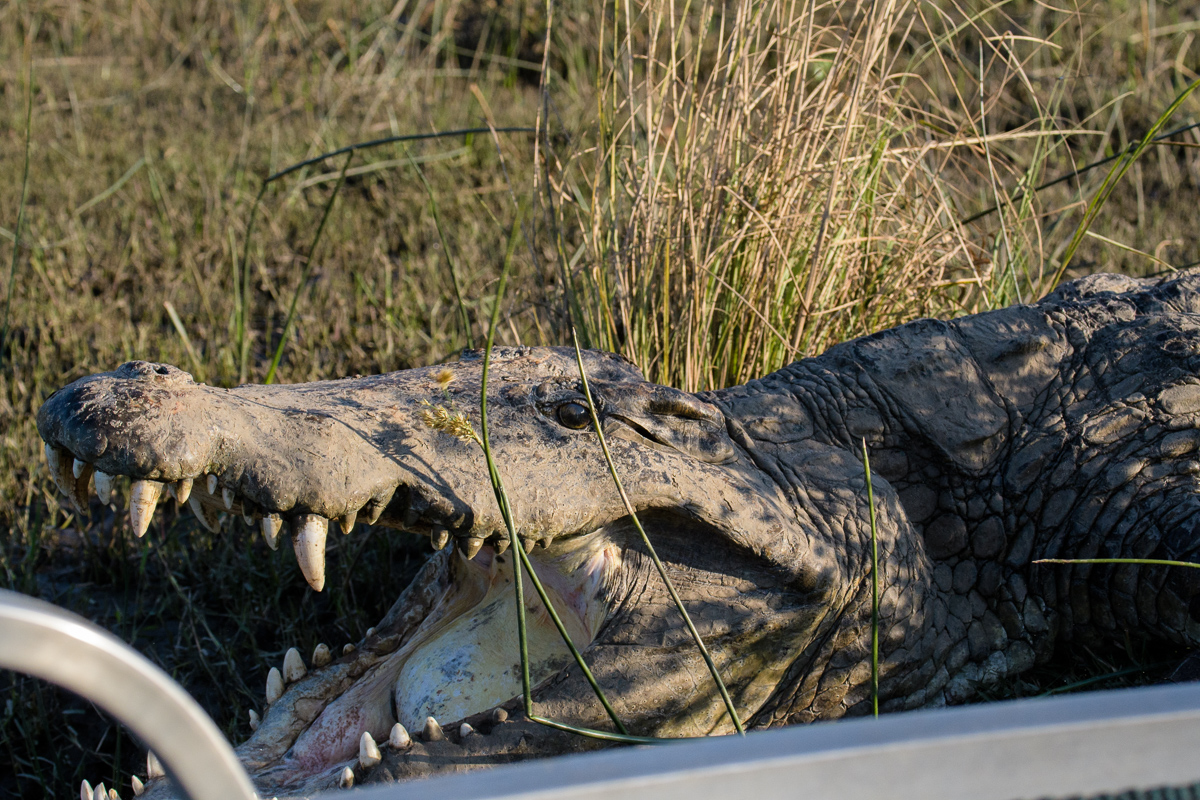 Crocodile-Real Close