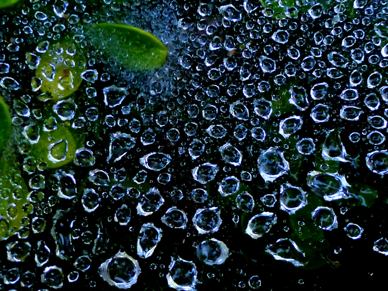 Morning dew on spiderweb