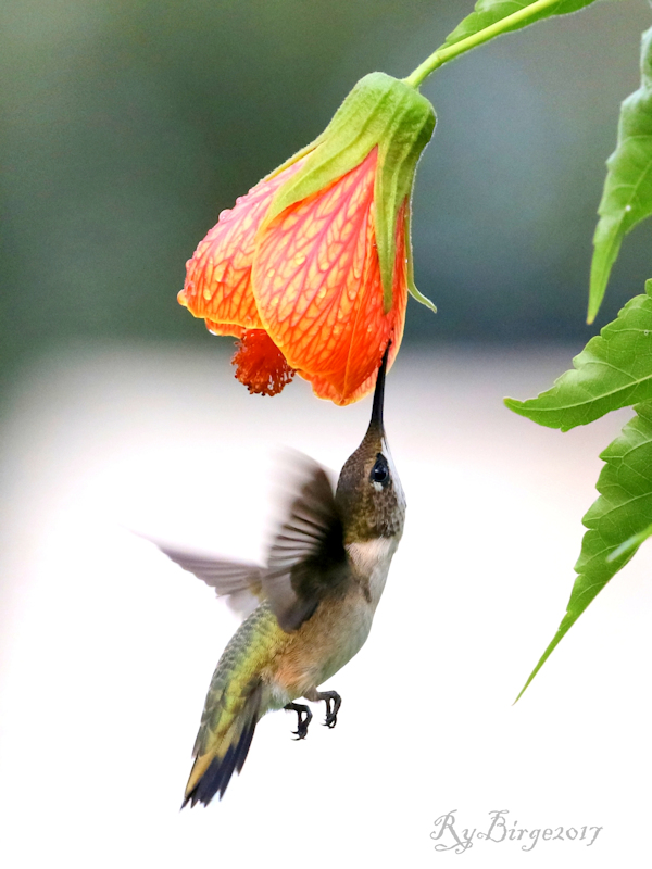 Hummer coming in for nectar