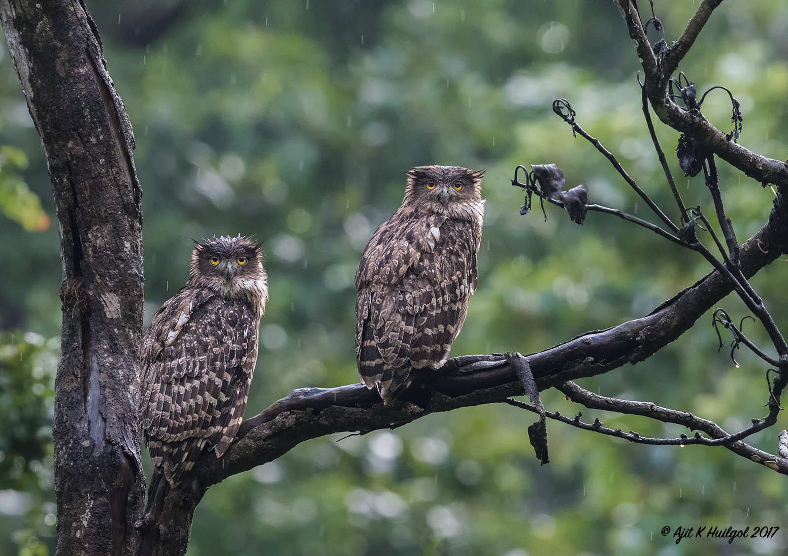Brown fish owl pair