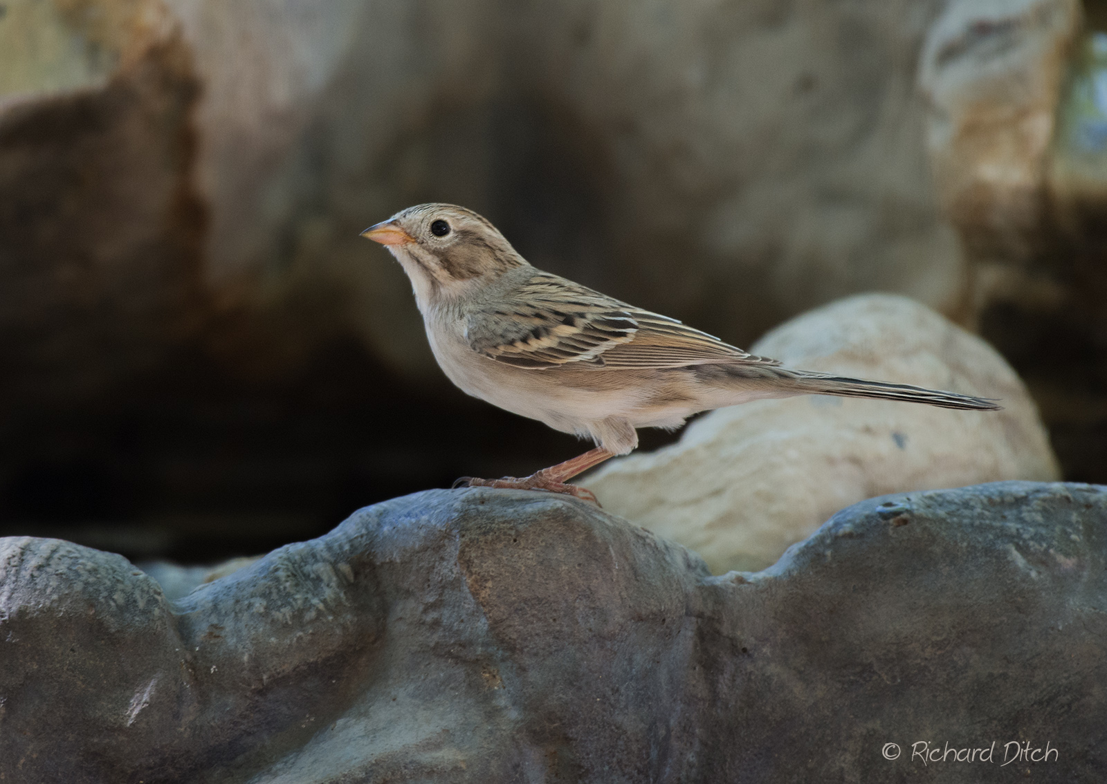 Brewer's Sparrow