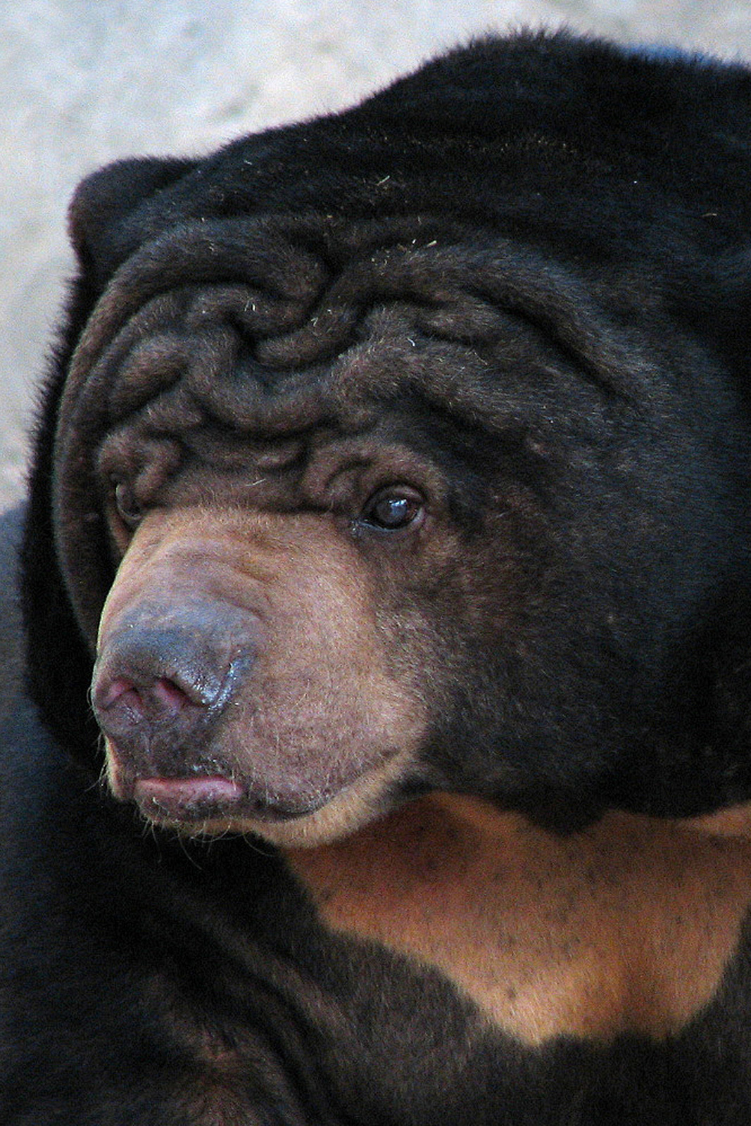 Candy The sun bear