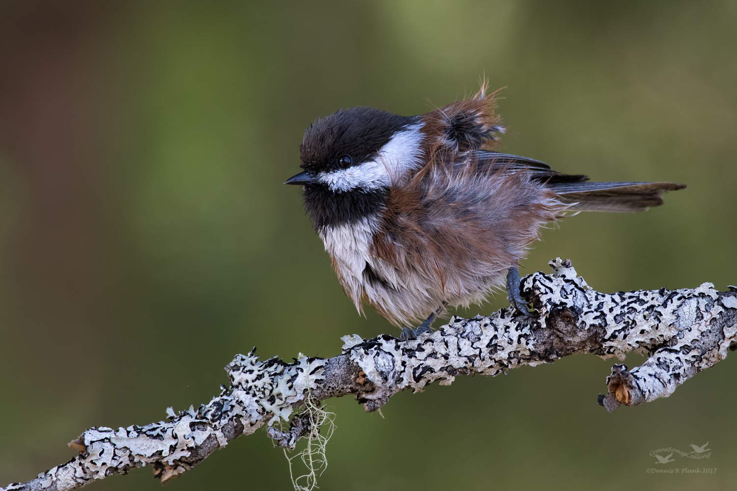 Chickadee & Repost
