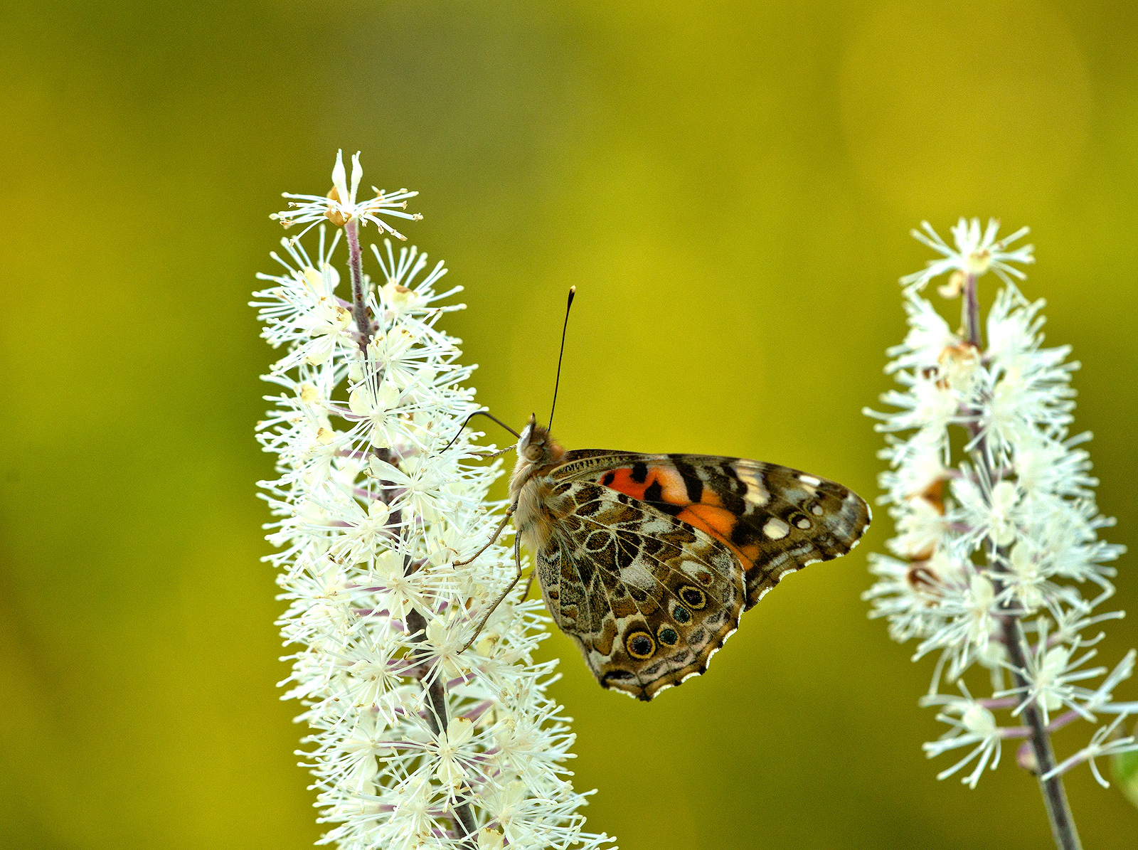 Painted Lady On Cima &repost