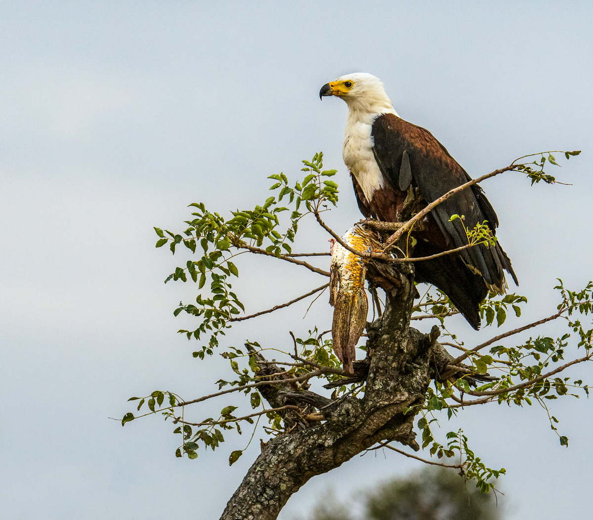 Fish Eagle + Koi