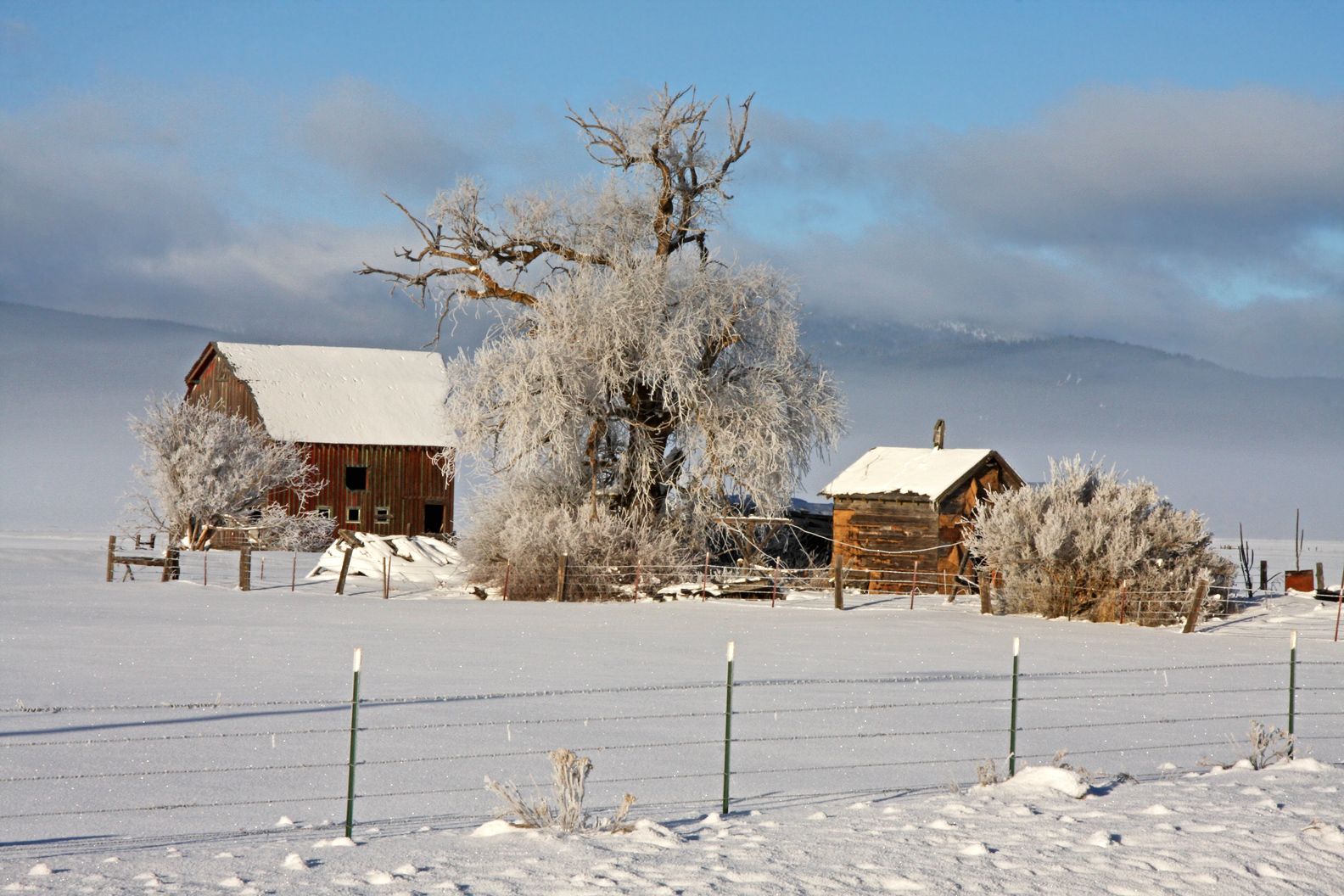 Hard Frost