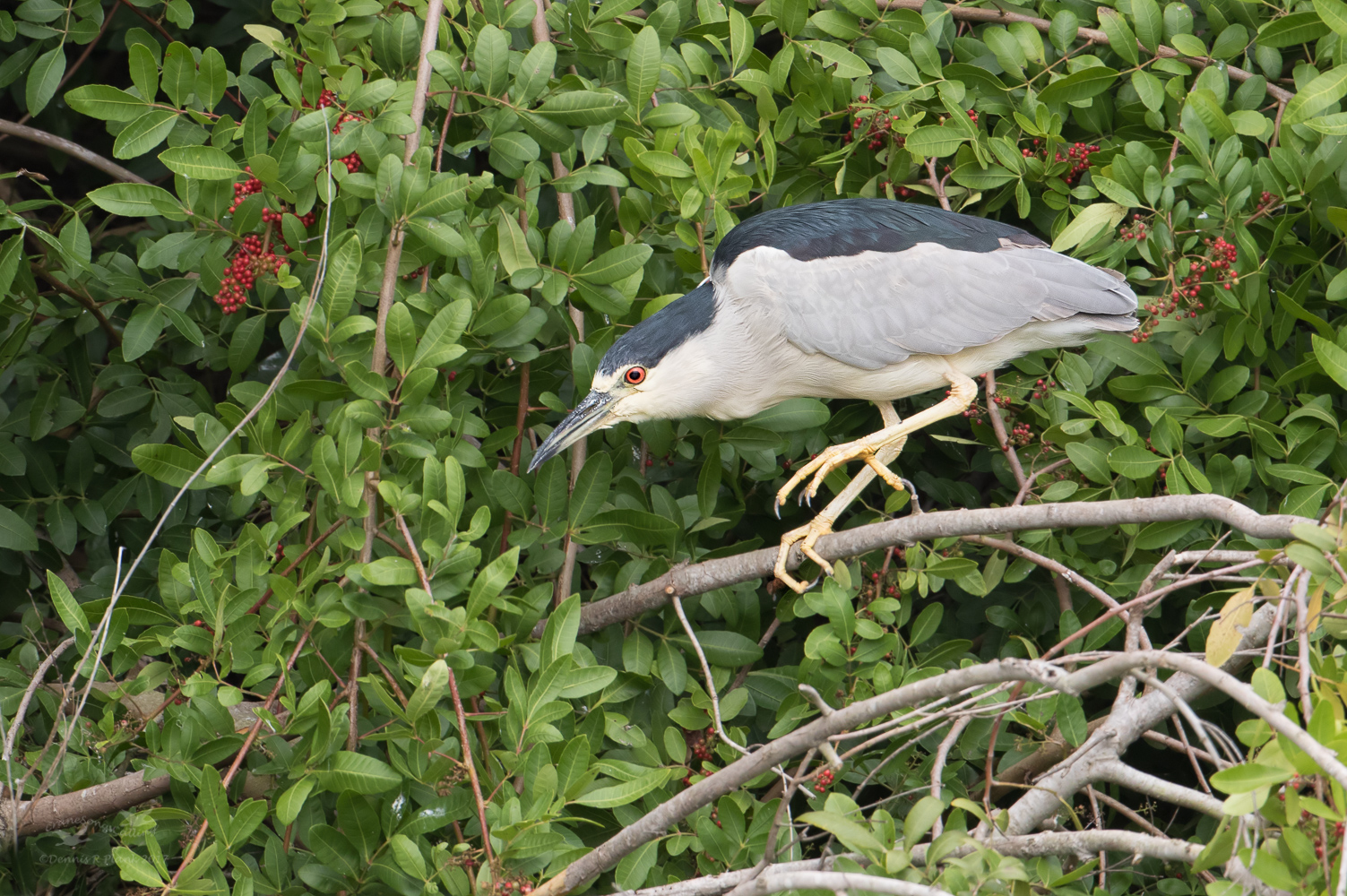 BC Night Heron & RP