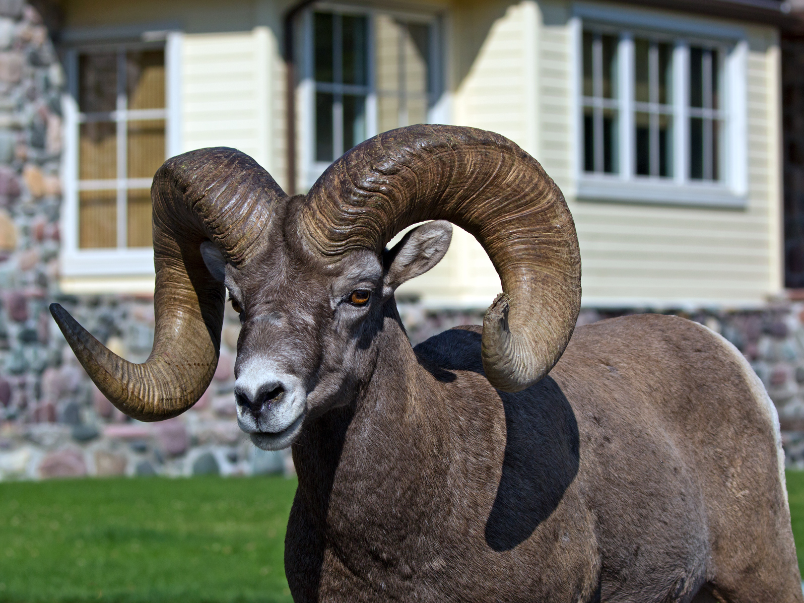 Downtown Ram