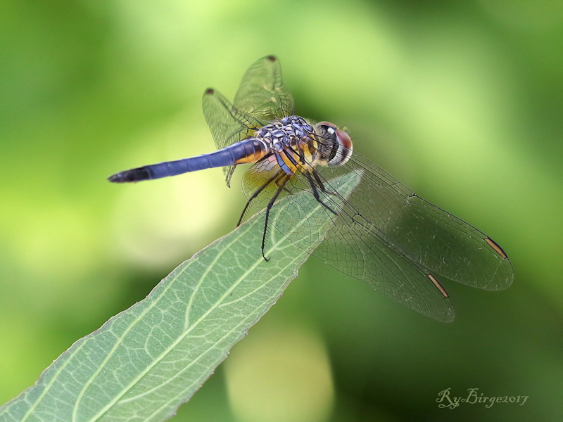 Dragonfly on the edge
