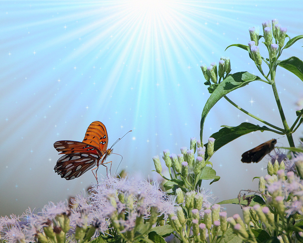 Star lit Butterfly